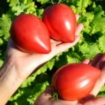 Томат Домашнее сердце Гонсиоровских