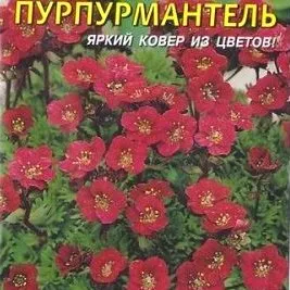 Камнеломка Пурпурмантель