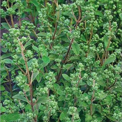 Майоран садовый Байкал