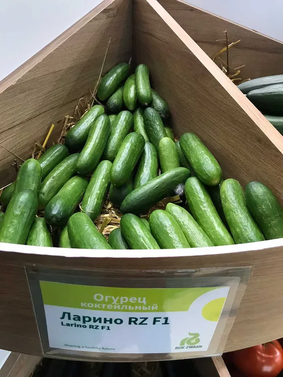 Ларино F1