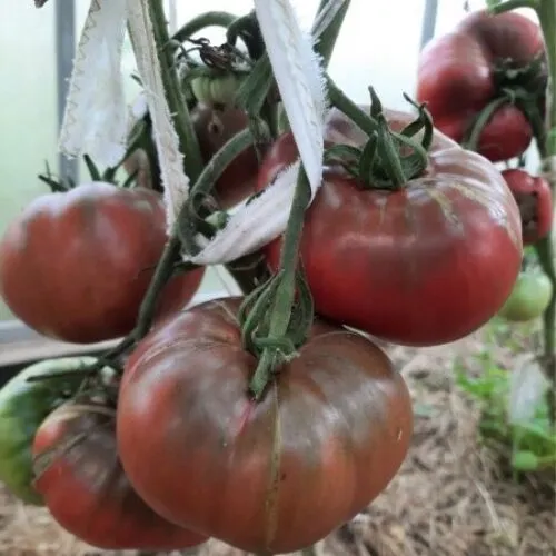 Томат Медвежий ручей