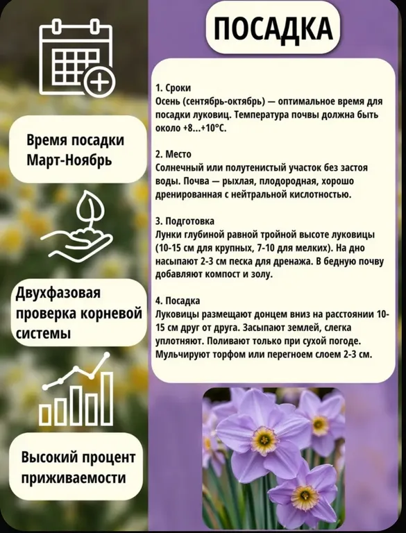 Лавандовые сны, фото 3