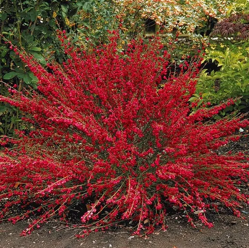 Ракитник Boskoop Rubi