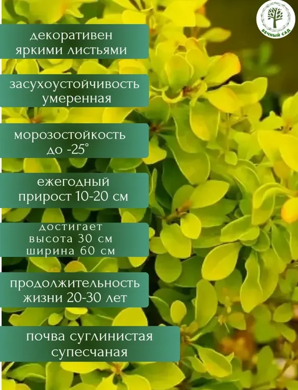 Барбарис Голдалита
