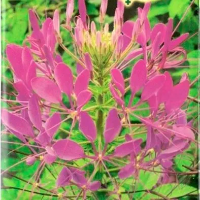 Клеома Фиолетовая королева