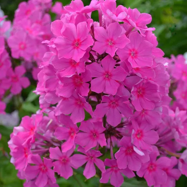 Флокс метельчатый Суфле Смородина