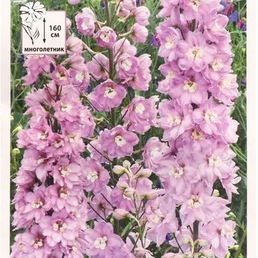 Дельфиниум Астолат