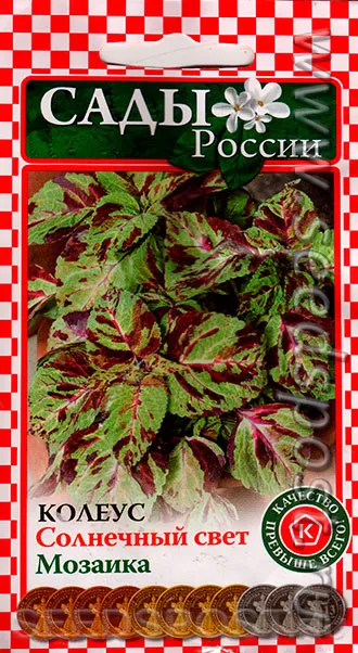Колеус Солнечный свет Мозаика
