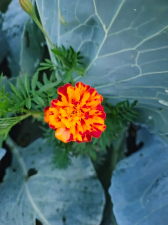 Бархатцы Смесь