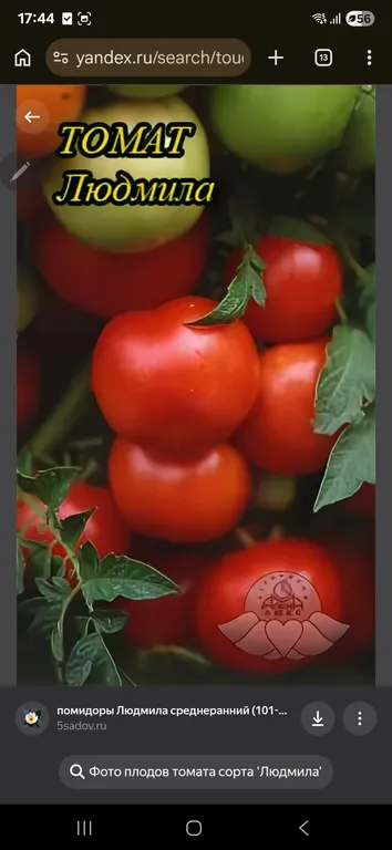 Томат Людмила