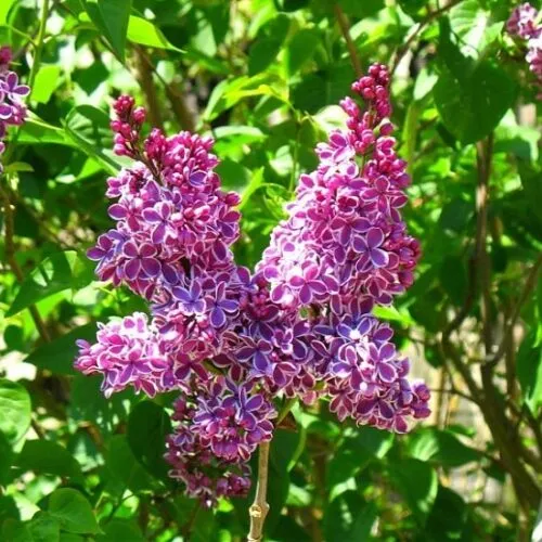 Сирень Сенсация