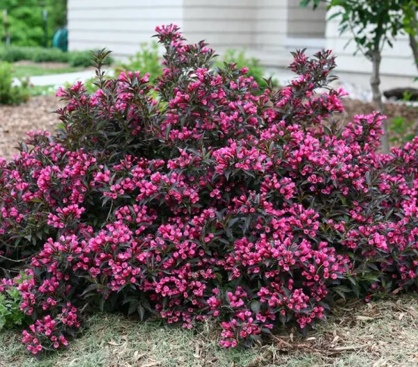 Вейгела Nana Purpurea