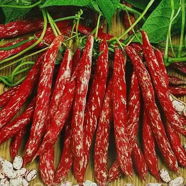 спаржевая Барлотто