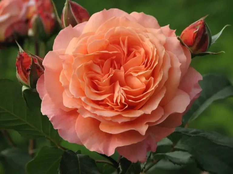 роза Belvedere