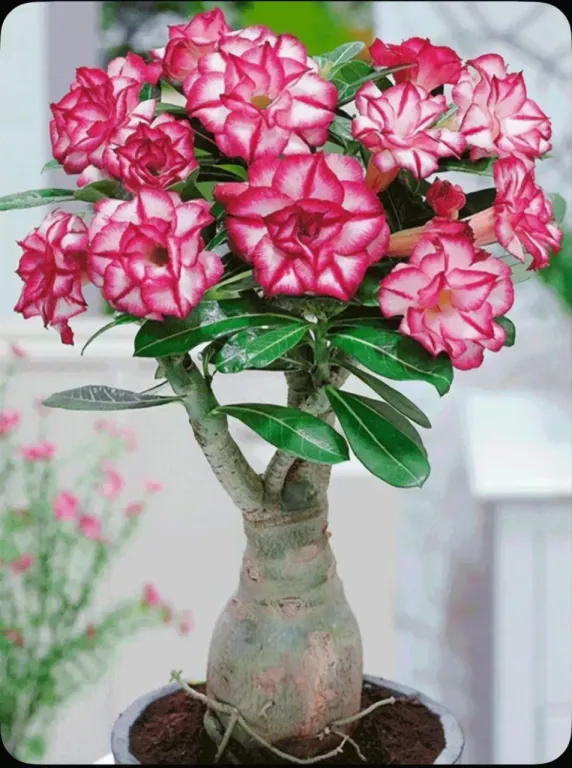 Первая посадка 31 ноября .