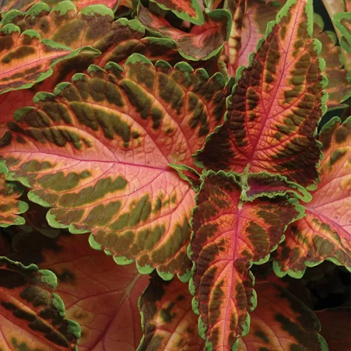 Колеус Визард корал Санрайс