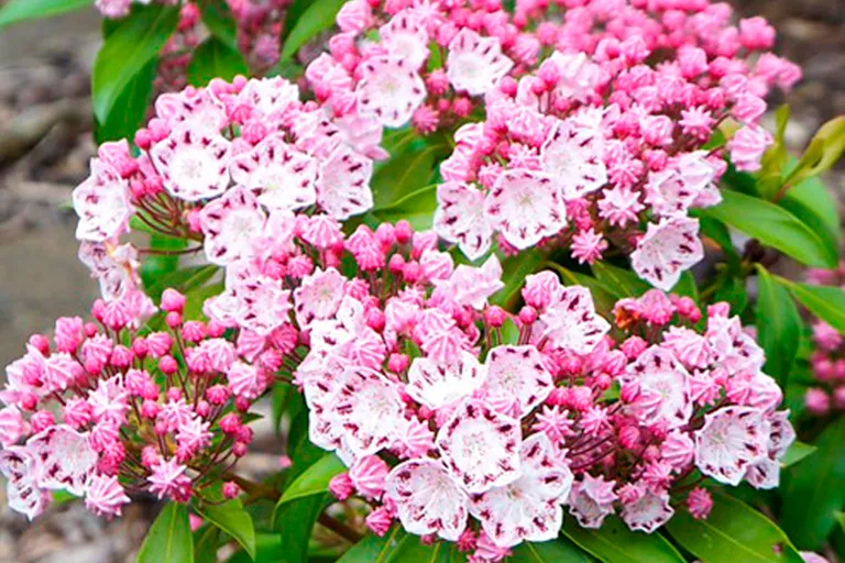 Кальмия Ginkona