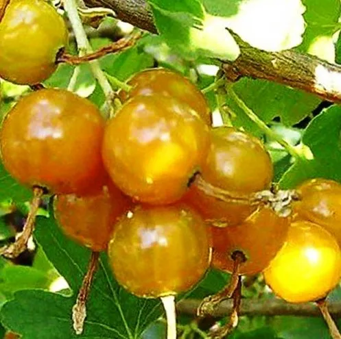 Солнышко
