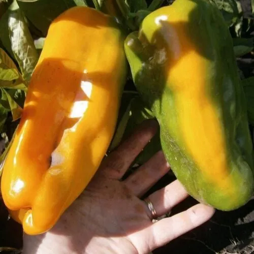 Перец сладкий Носера Джиалло     