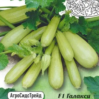 Кабачок Галакси F1