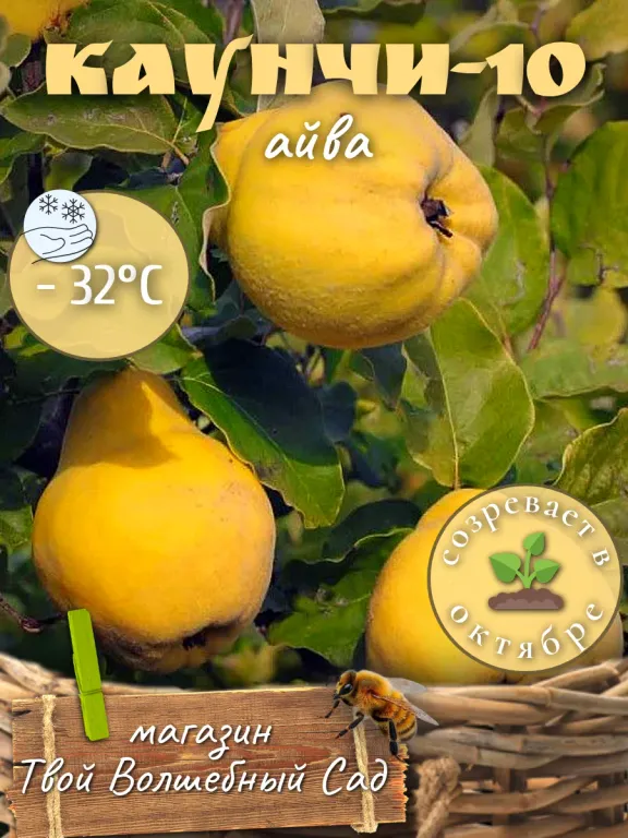 Айва Каунчи 10