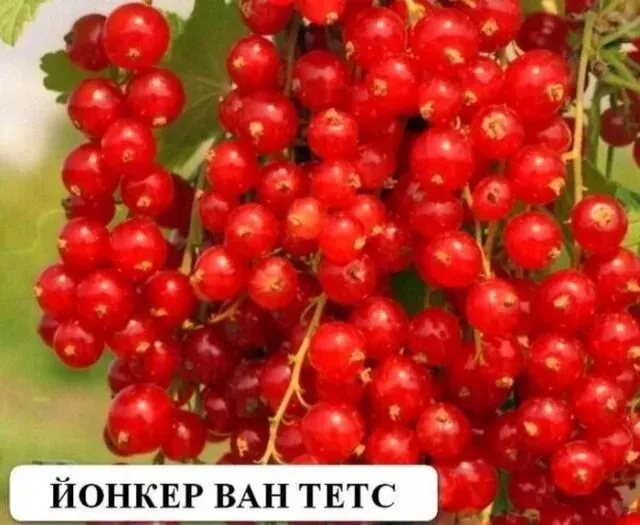цветная Йонкер ван тетс