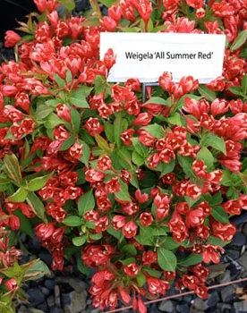 Вейгела All Summer Red