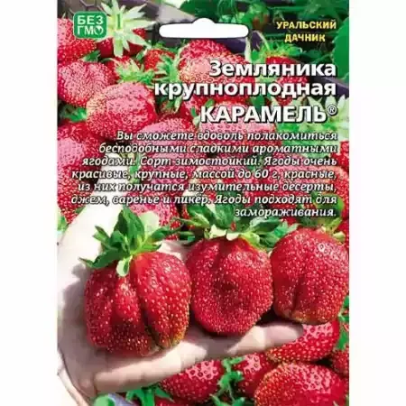 Земляника крупноплодная Карамель