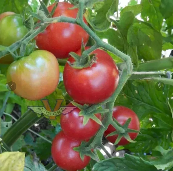 Томат Dwarf Johnson's Cherry