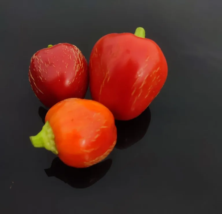 Перец Jablina (Яблочный)