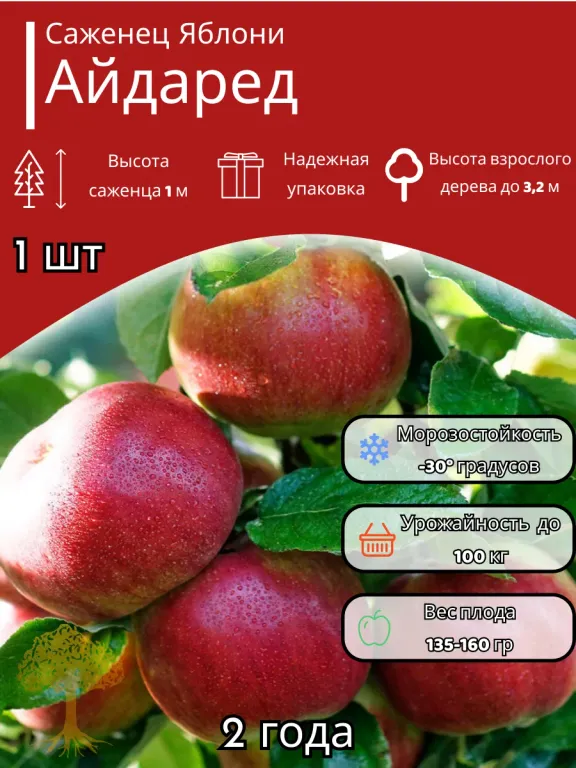 Яблоня Айдаред