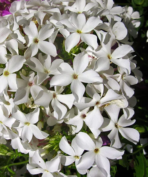 Флокс мет Царевна Лебедь