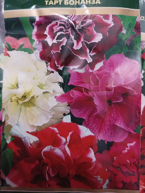 Петуния махровая многоцветковая Тарт Бонанза
