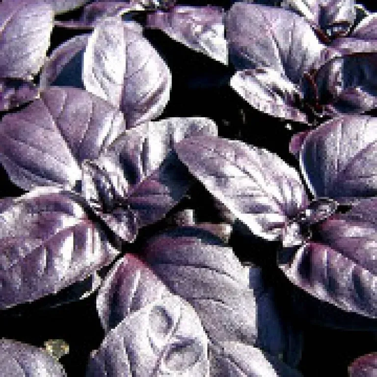 Базилик ароматный Пурпурный