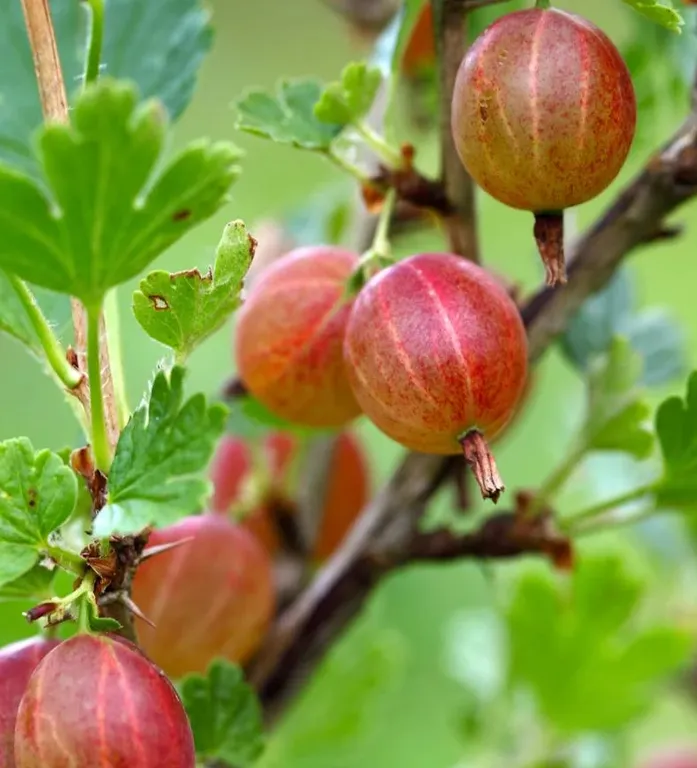 Крыжовник Jahn's Prairie