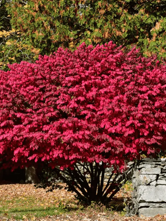 Бересклет Red Cascade 
