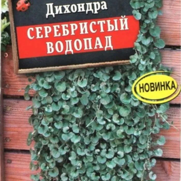 Дихондра Серебристый водопад