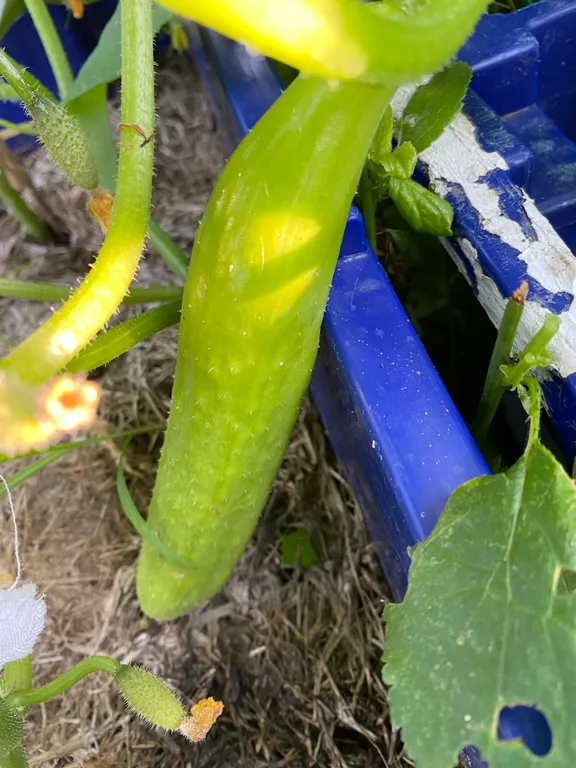 Огурец Китайский Пломбир