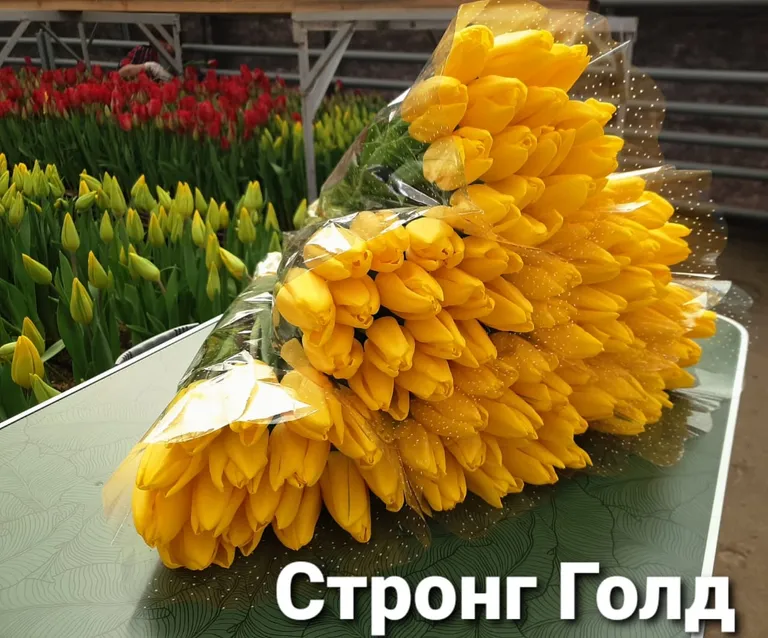 Стронг голд