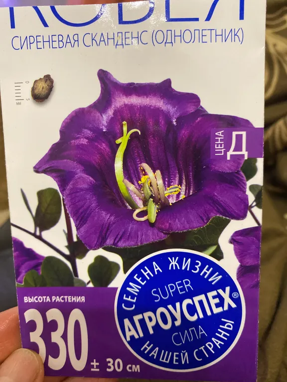 Кобея лазающая сиреневая Сканденс