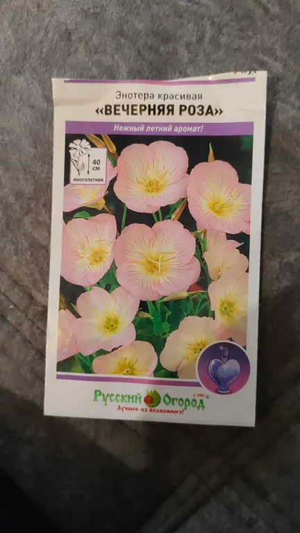 Энотера Вечерняя роза