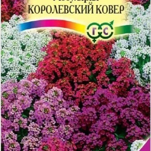 Лобулярия морская Королевский ковер