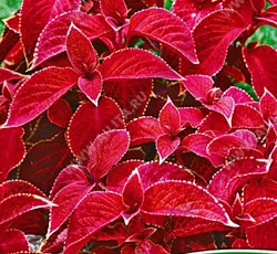 Колеус Блюме визард Вечерняя заря