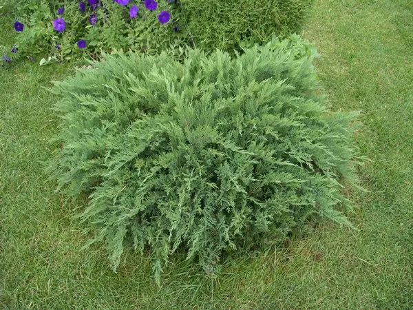 Казацкий Tomariscifolia