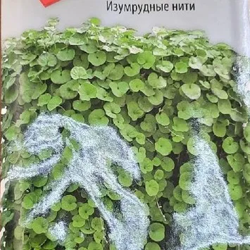 Дихондра Изумрудные Нити