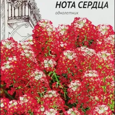 Лобулярия морская Нота сердца