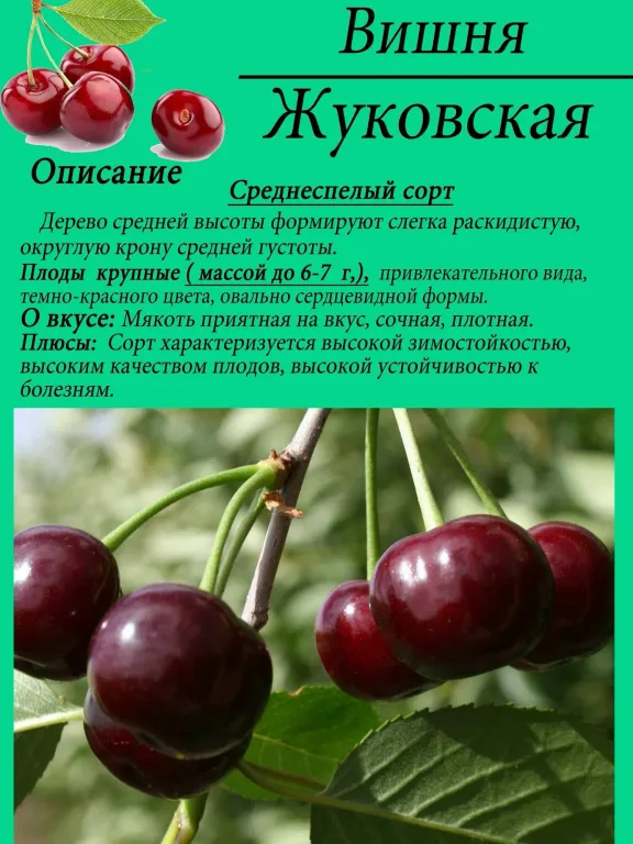 Вишня Жуковская