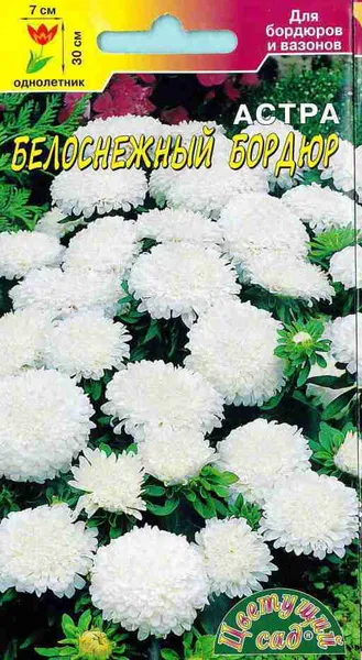 Астра Белоснежный бордюр