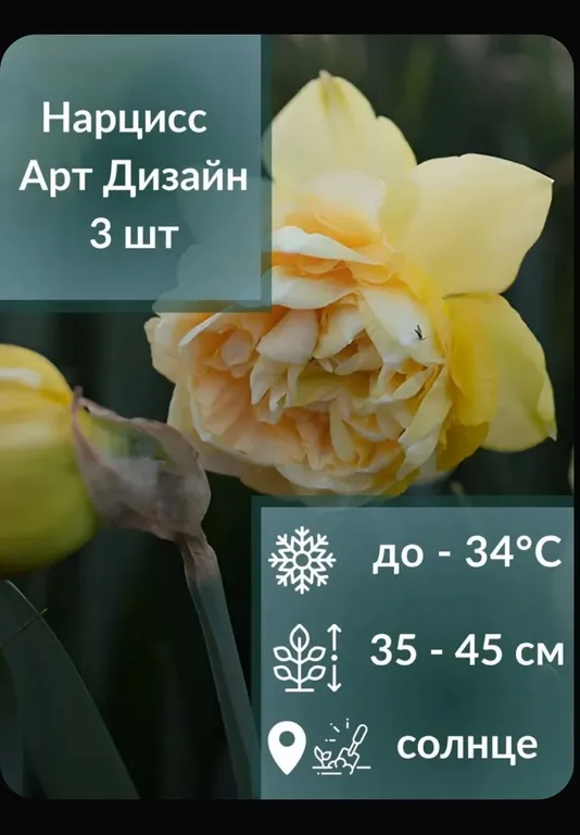 Нарцисс Арт Дизайн, фото 2