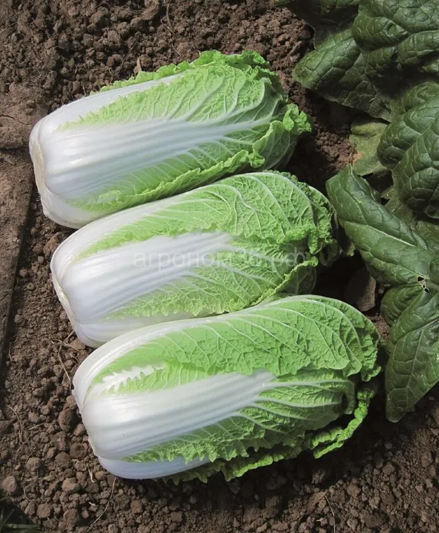 Капуста пекинская Эндуро F1